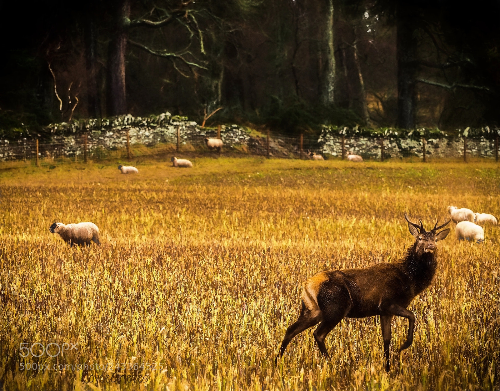 Olympus OM-D E-M1 sample photo. Blending in photography