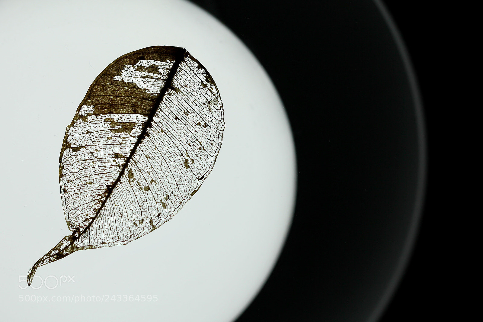 Canon EOS 60D sample photo. Leaf fossil. macro photography photography