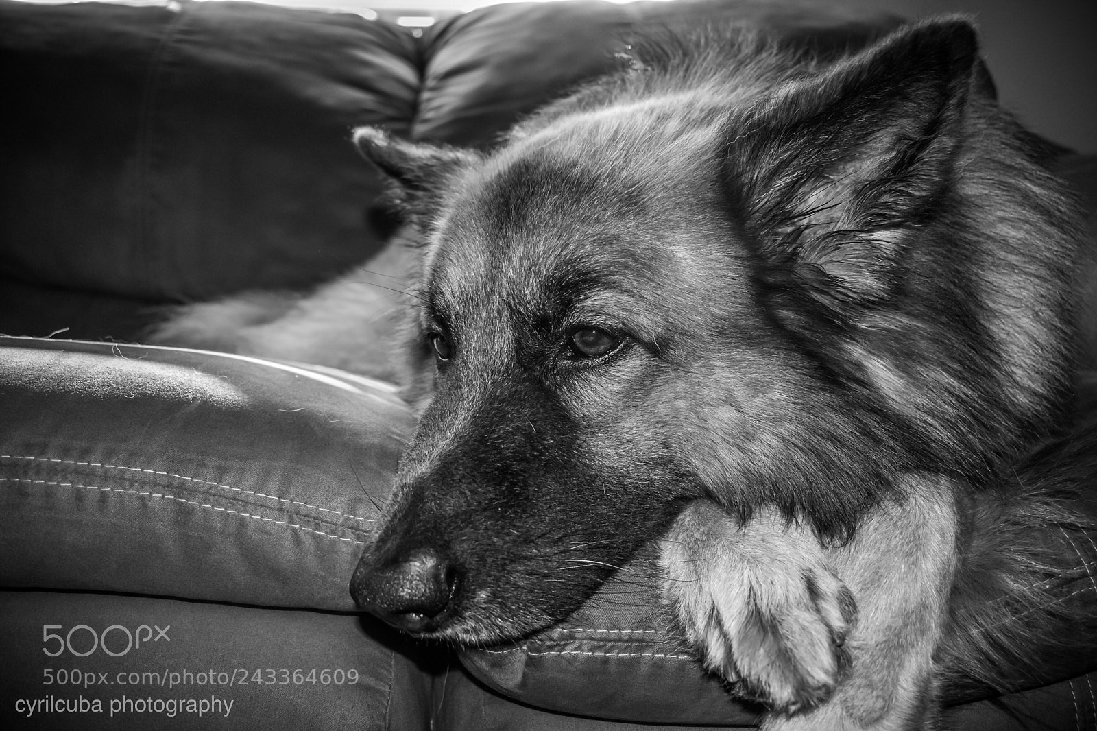 Nikon D5500 sample photo. Belgium sheepdog nap time photography