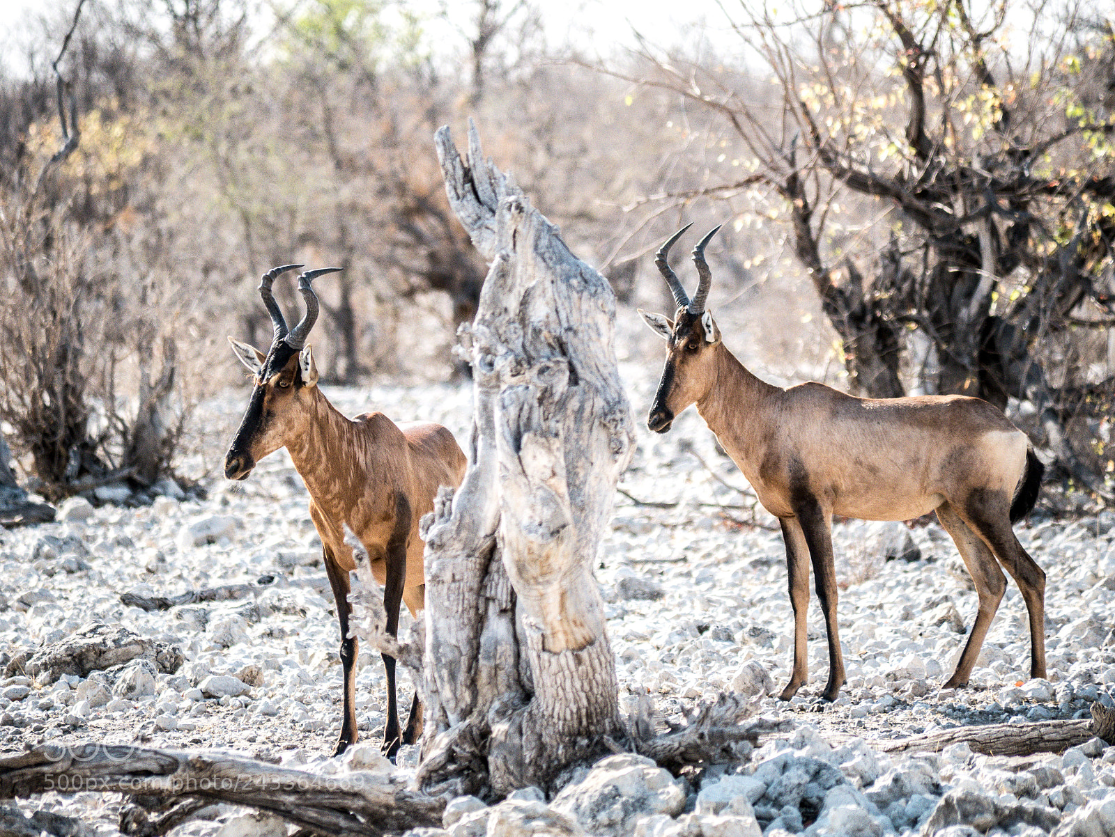 Panasonic DMC-G70 sample photo. Red hartebeest photography