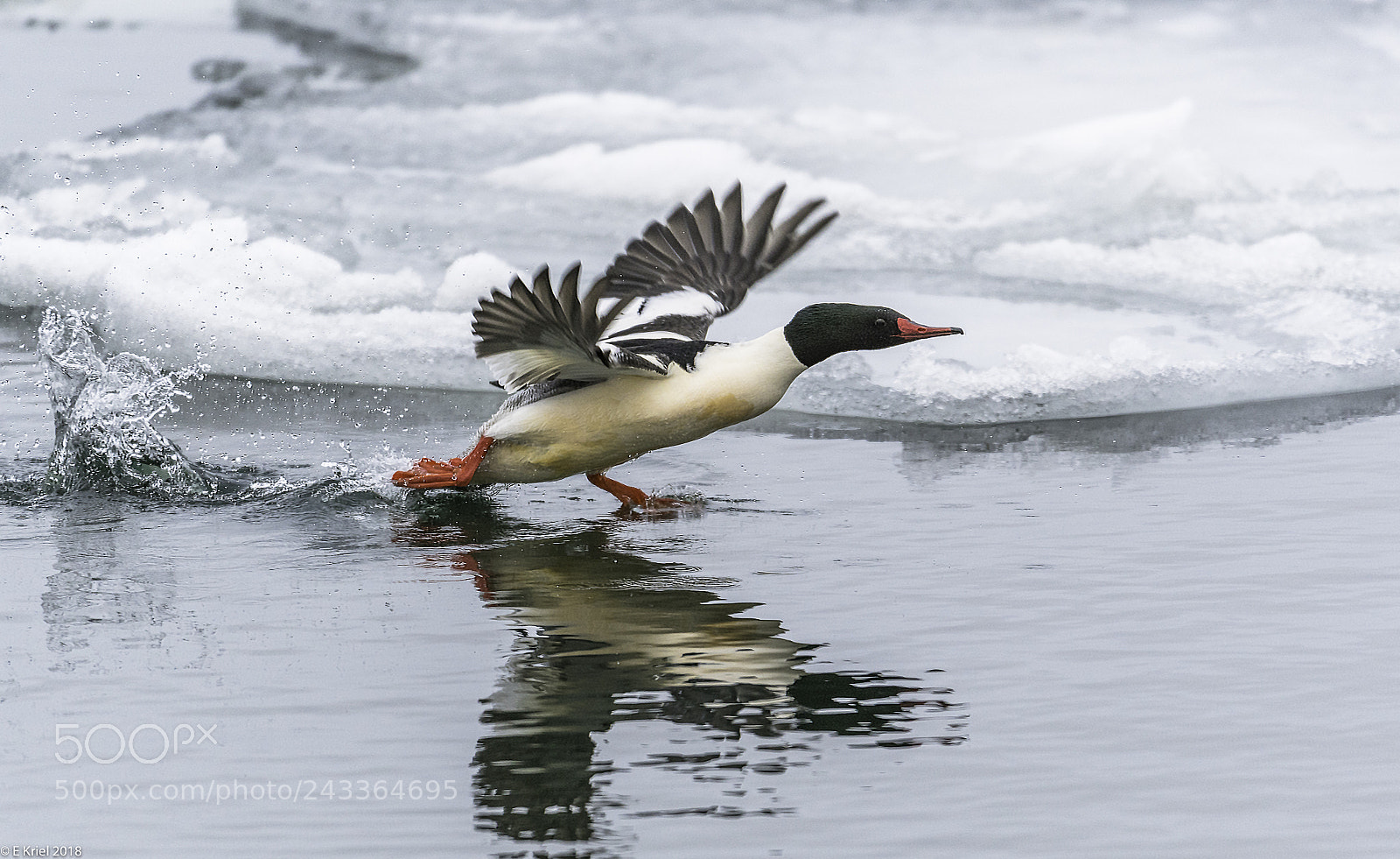 Nikon D500 sample photo. Common merganser taking off photography
