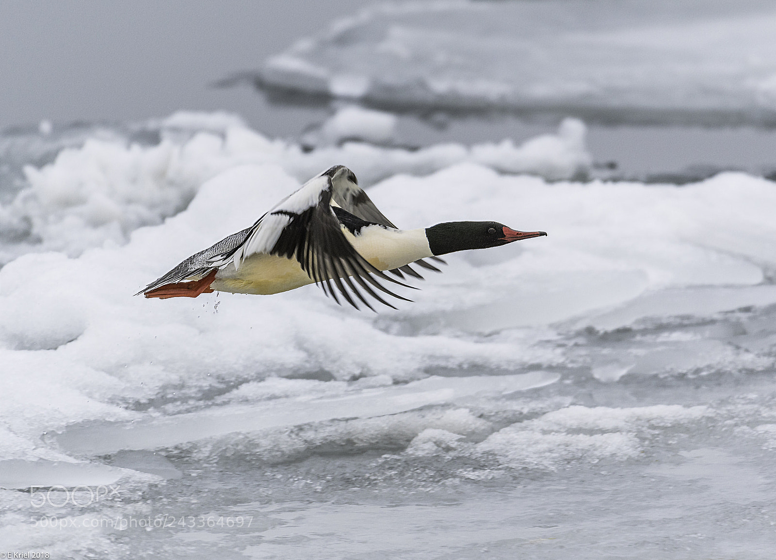 Nikon D500 sample photo. Common merganser in flight photography