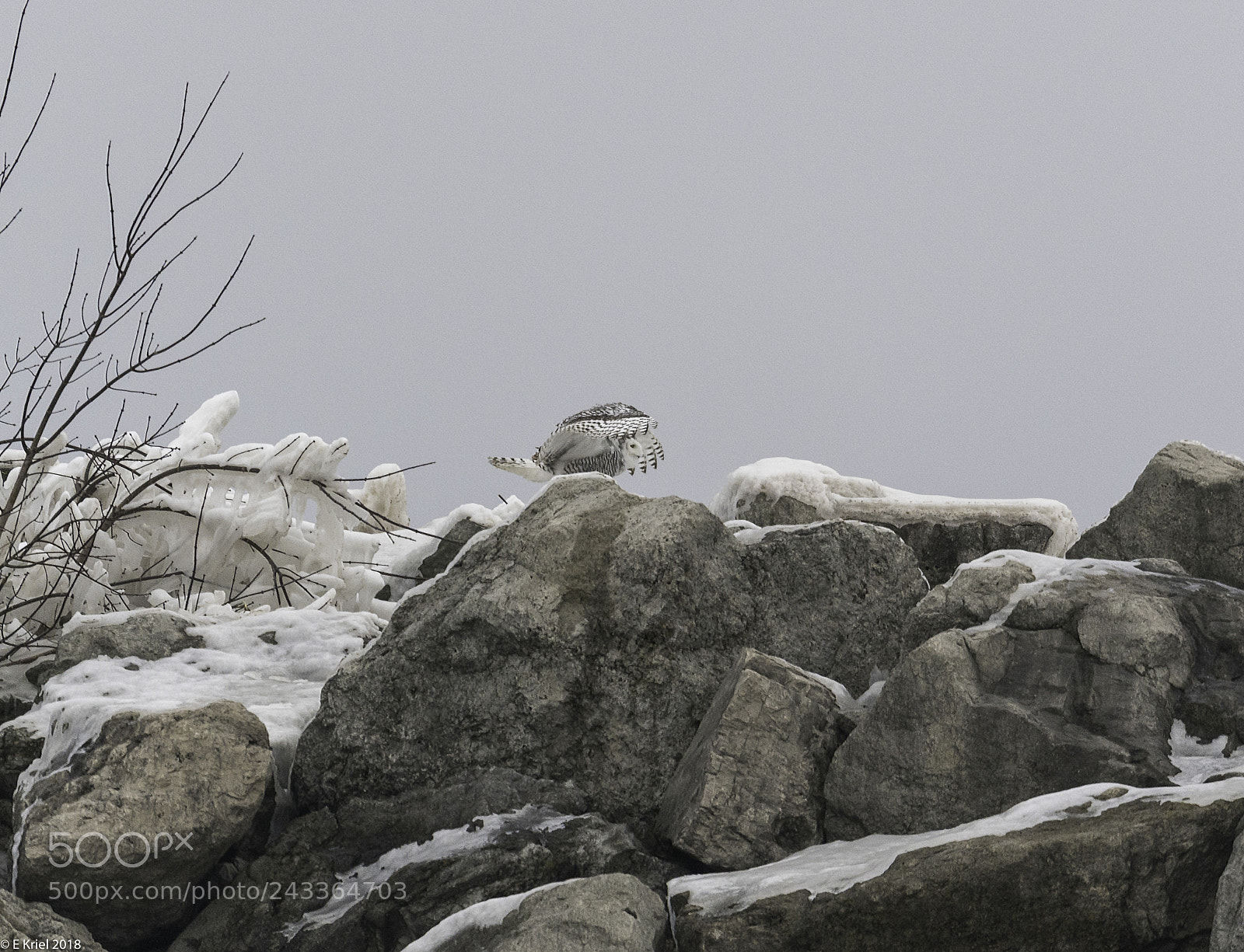 Nikon D500 sample photo. Snow landing photography