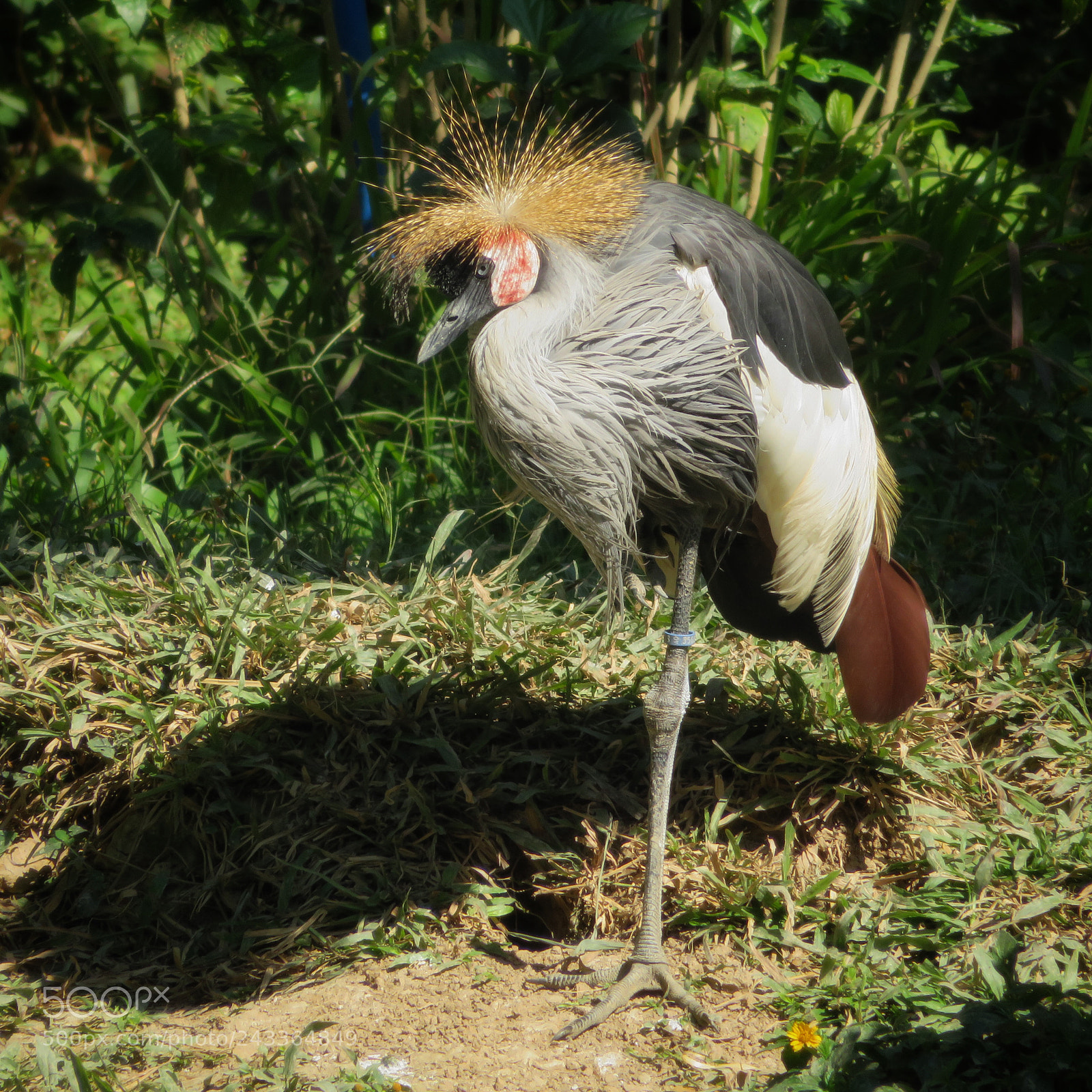 Canon PowerShot SX720 HS sample photo. Bad hair day photography