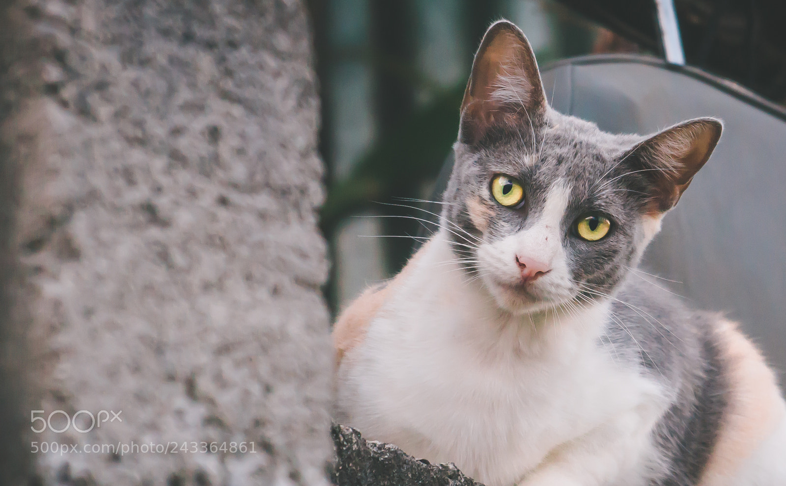 Sony SLT-A37 sample photo. Cat glance photography