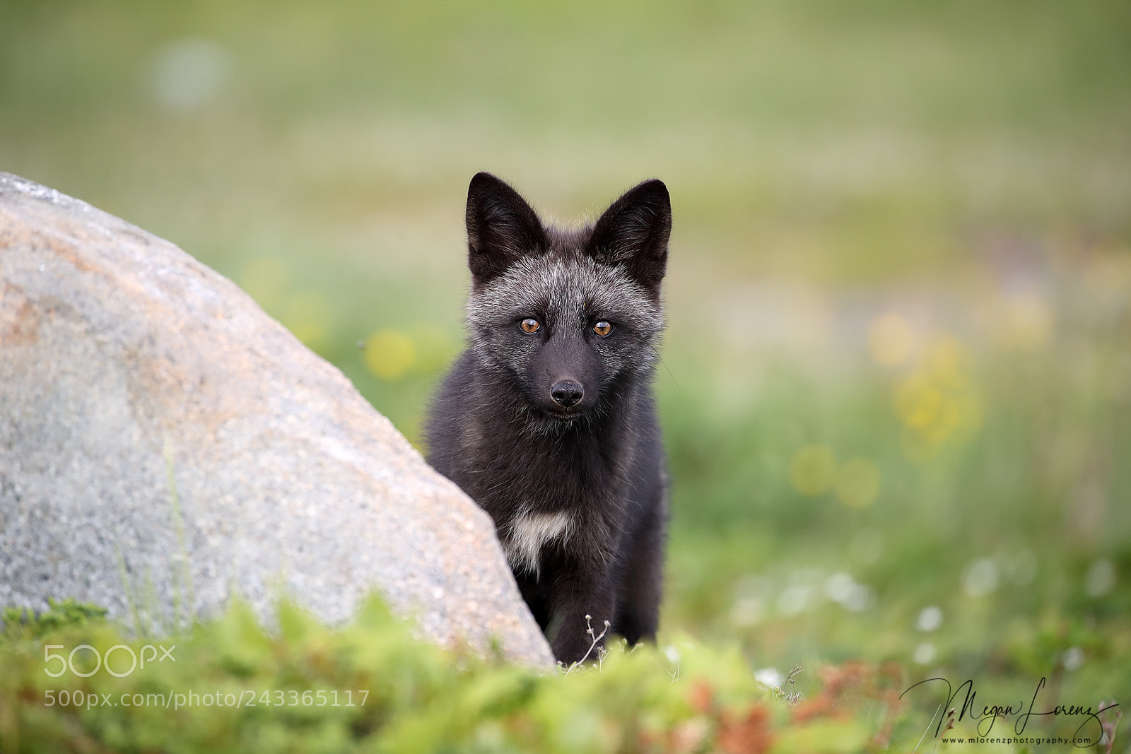 Canon EOS-1D X Mark II sample photo. Silver kit photography