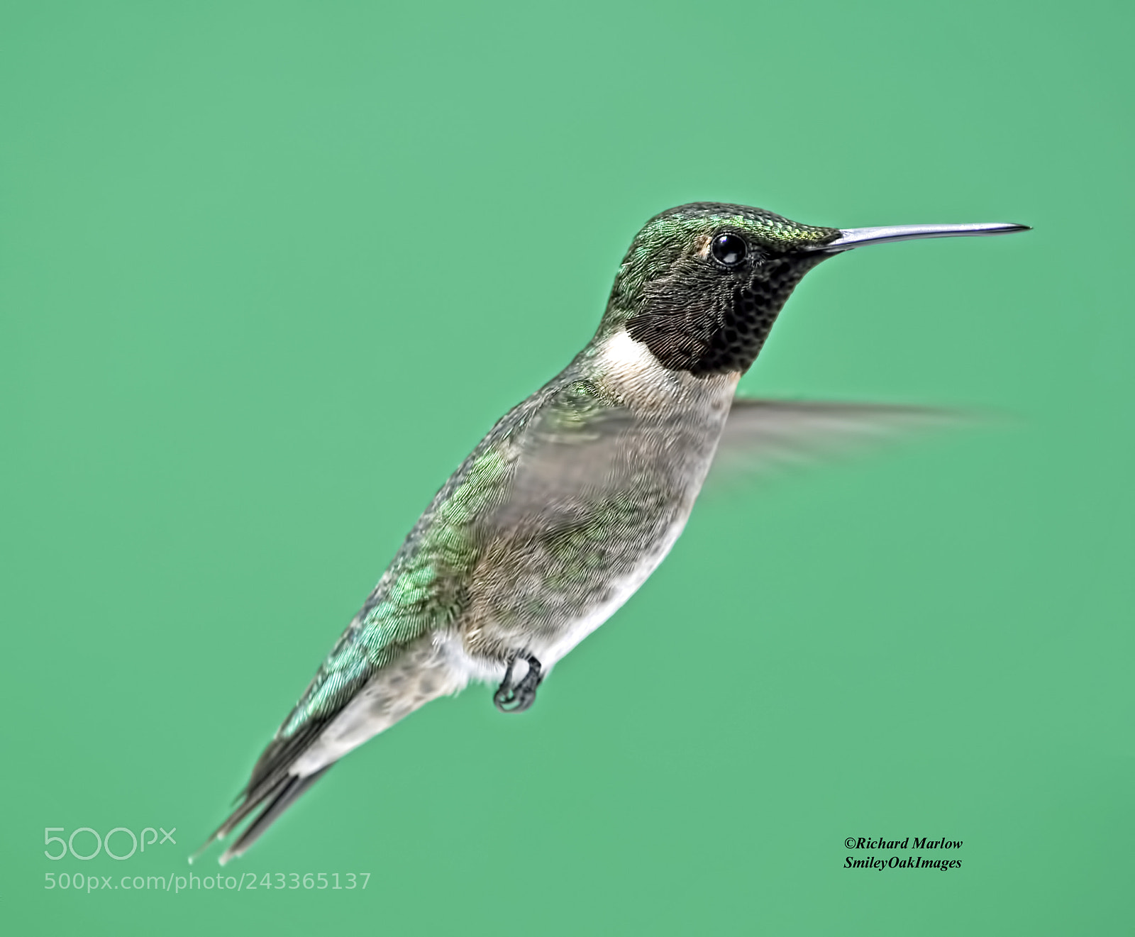 Nikon D5000 sample photo. Hummingbird photography