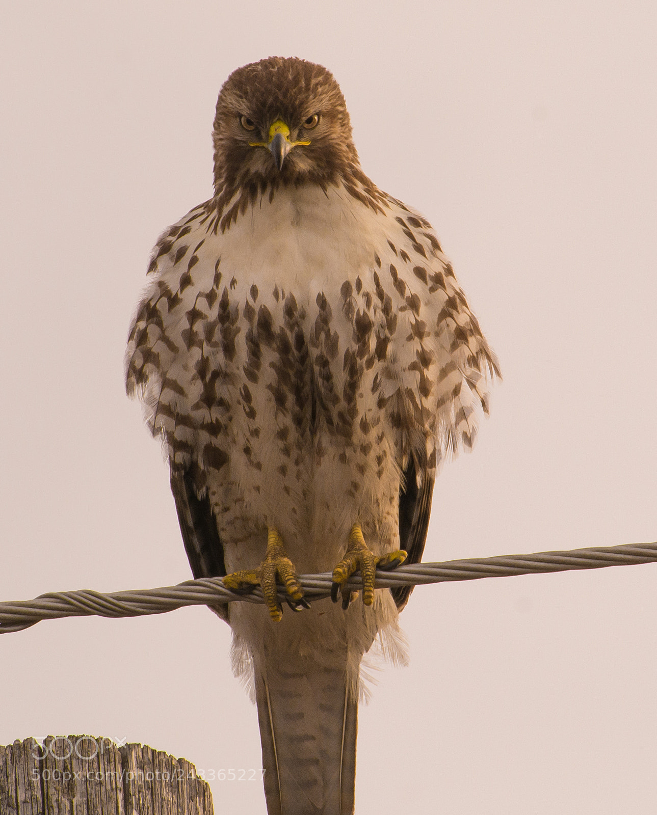 Nikon D7100 sample photo. Red tailed hawk light photography