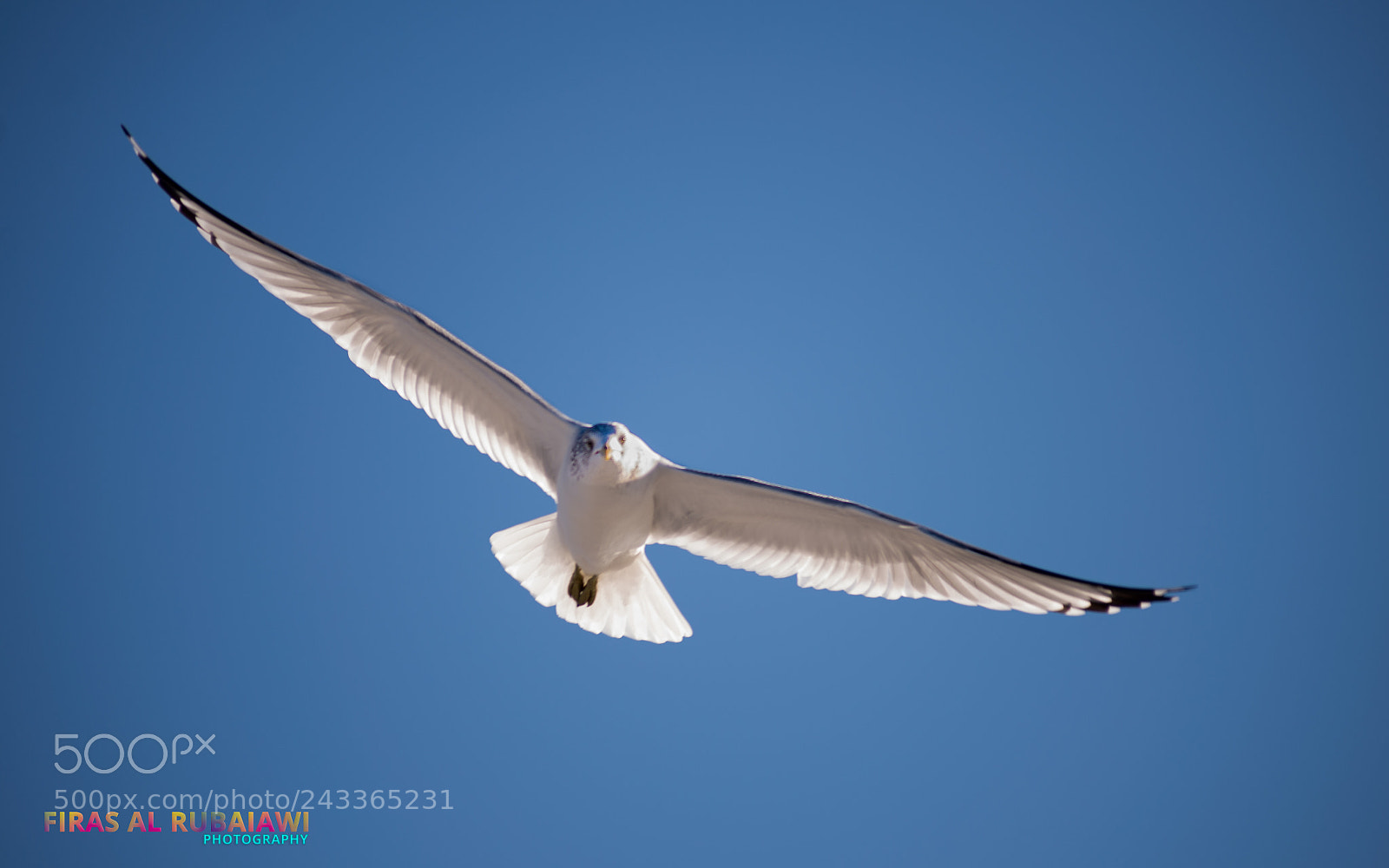 Nikon D610 sample photo. Flying photography