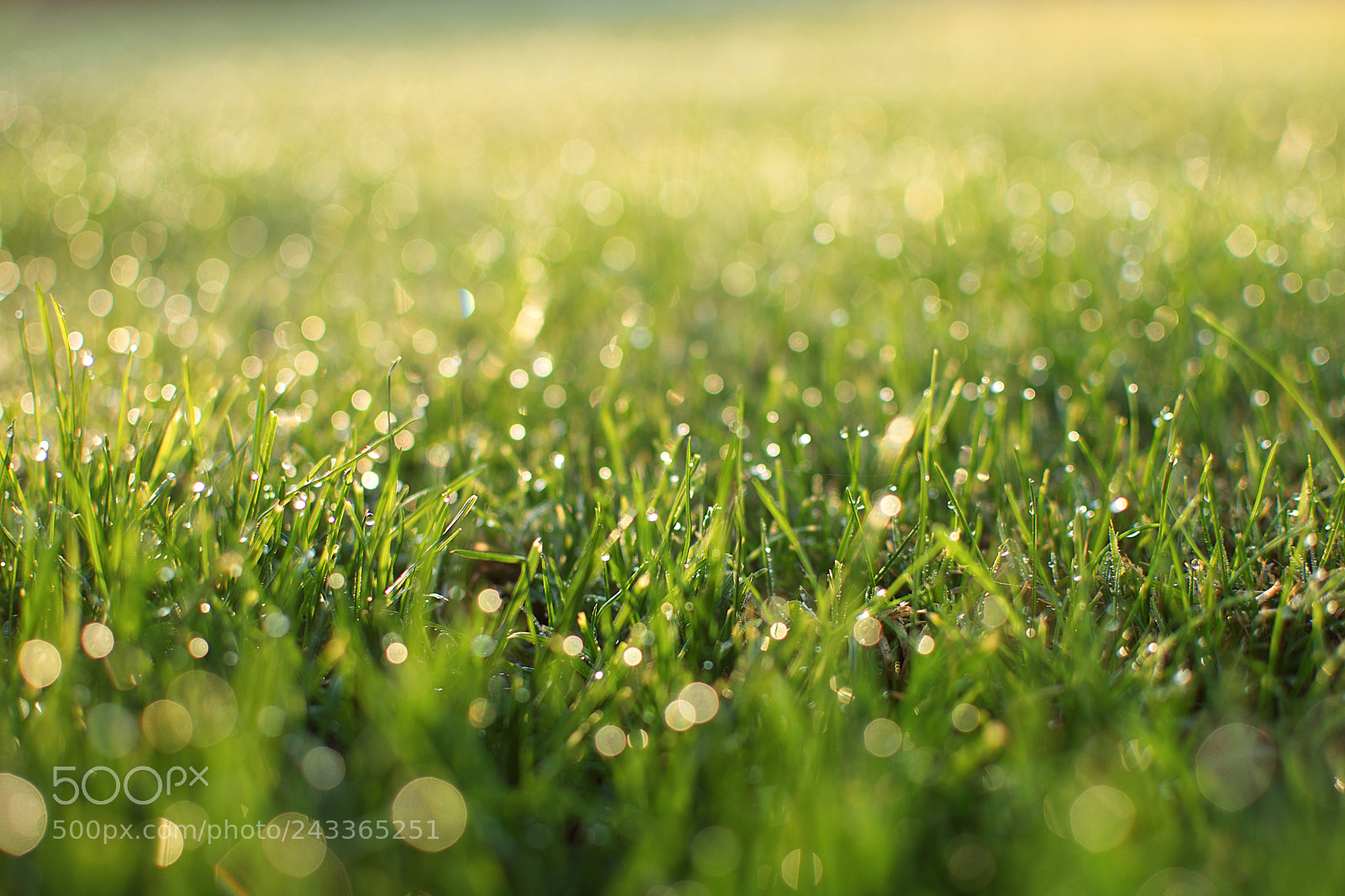 Nikon D7100 sample photo. Blades of grass photography