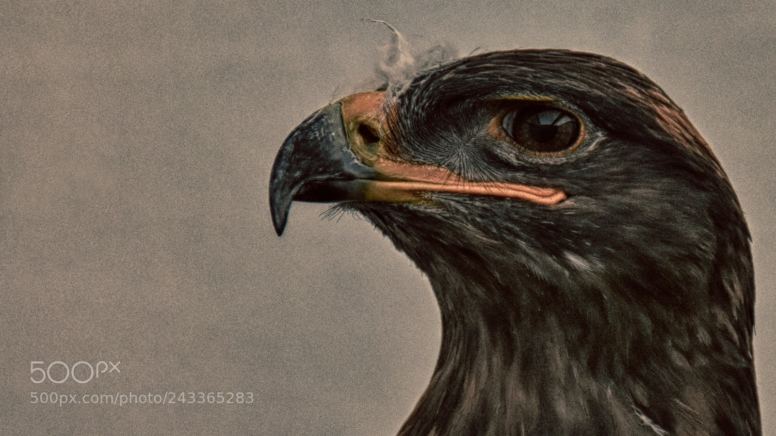 Nikon D7200 sample photo. Vladimir the steppe eagle photography
