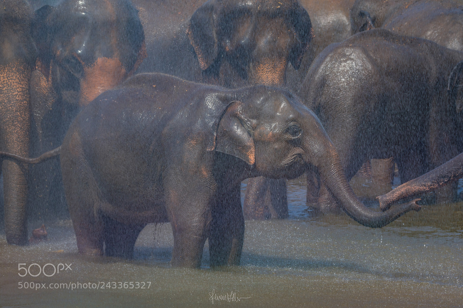 Canon EOS 7D Mark II sample photo. Little elephant photography