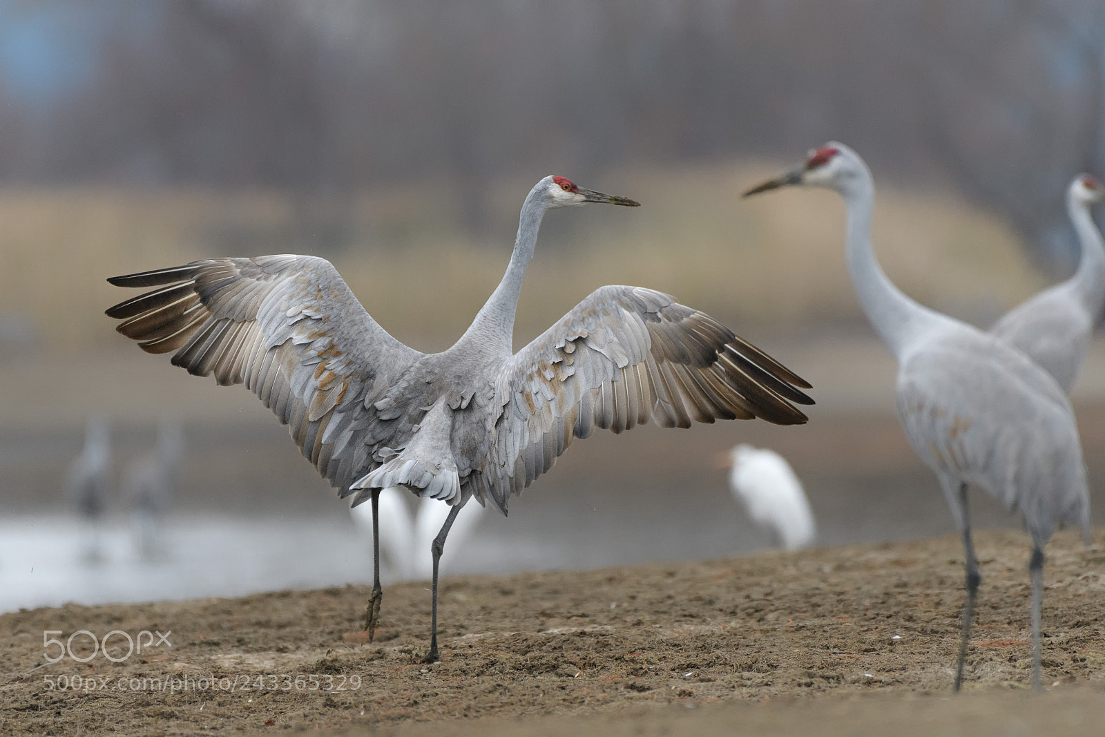 Nikon D500 sample photo. Hiwassee wildlife refuge photography