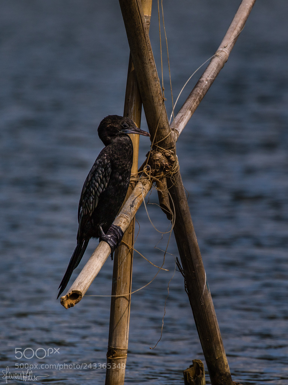 Canon EOS 7D Mark II sample photo. Sri lanka photography