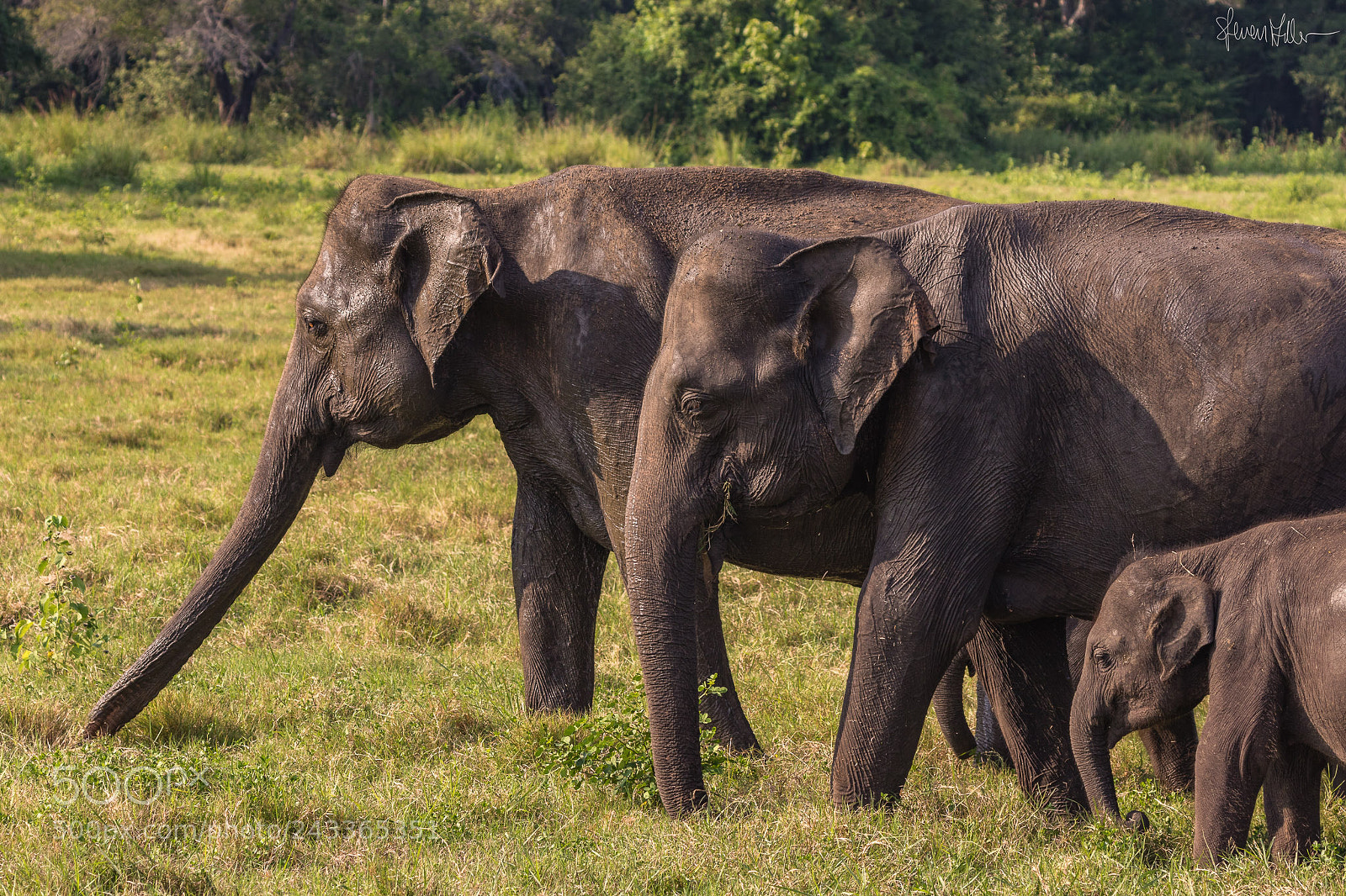 Canon EOS 7D Mark II sample photo. Elephants family photography