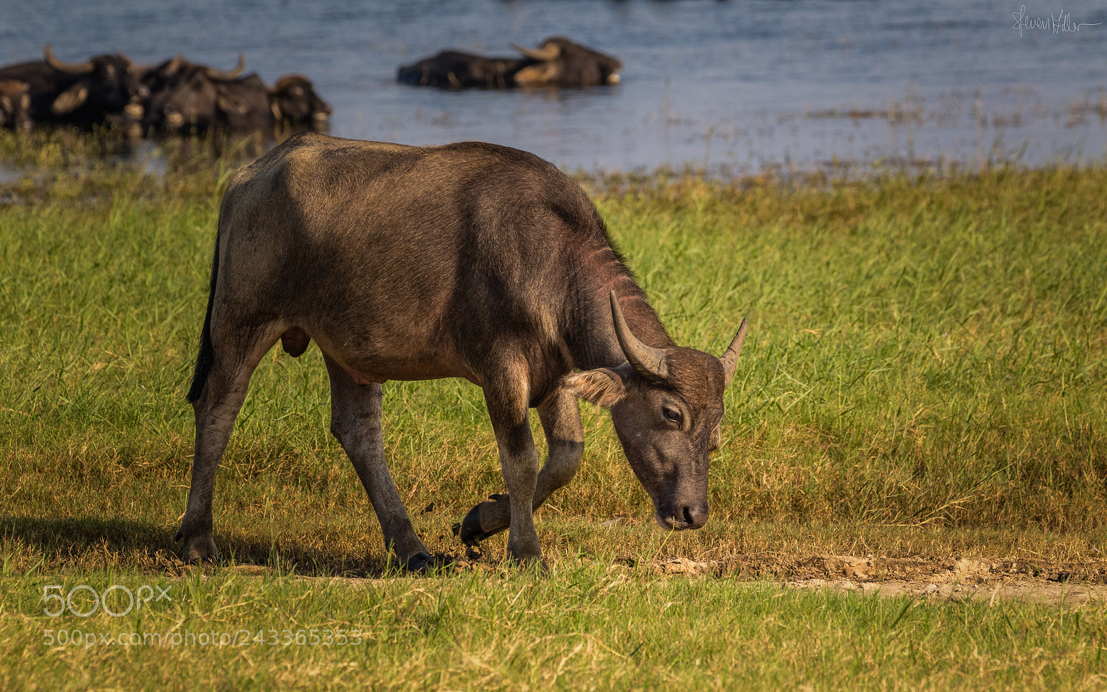 Canon EOS 7D Mark II sample photo. Water buffalo photography
