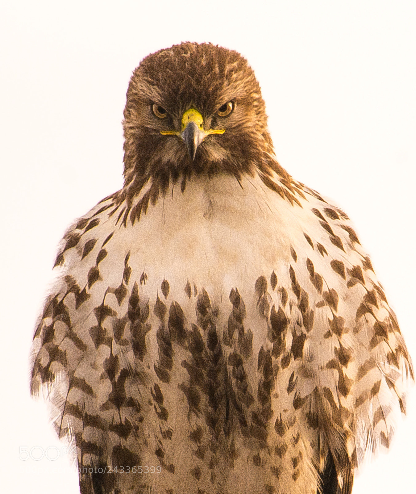 Nikon D7100 sample photo. Raptor's stare photography