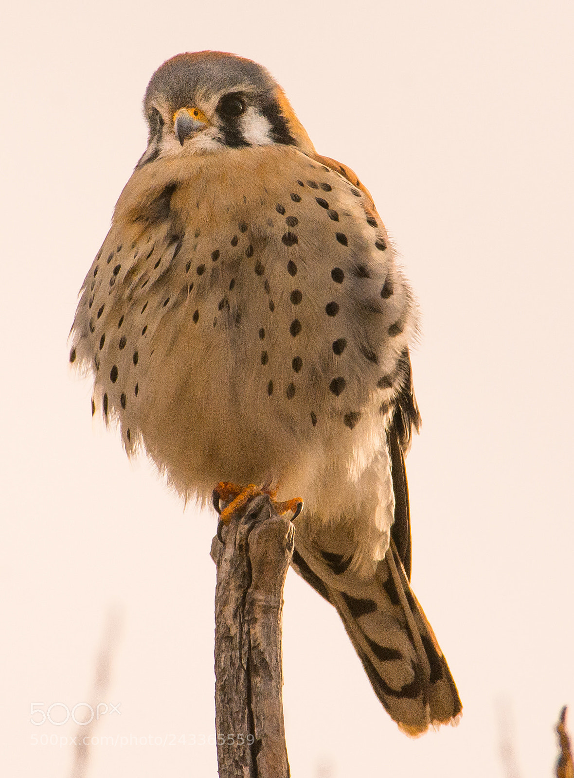Nikon D7100 sample photo. Kestrel photography