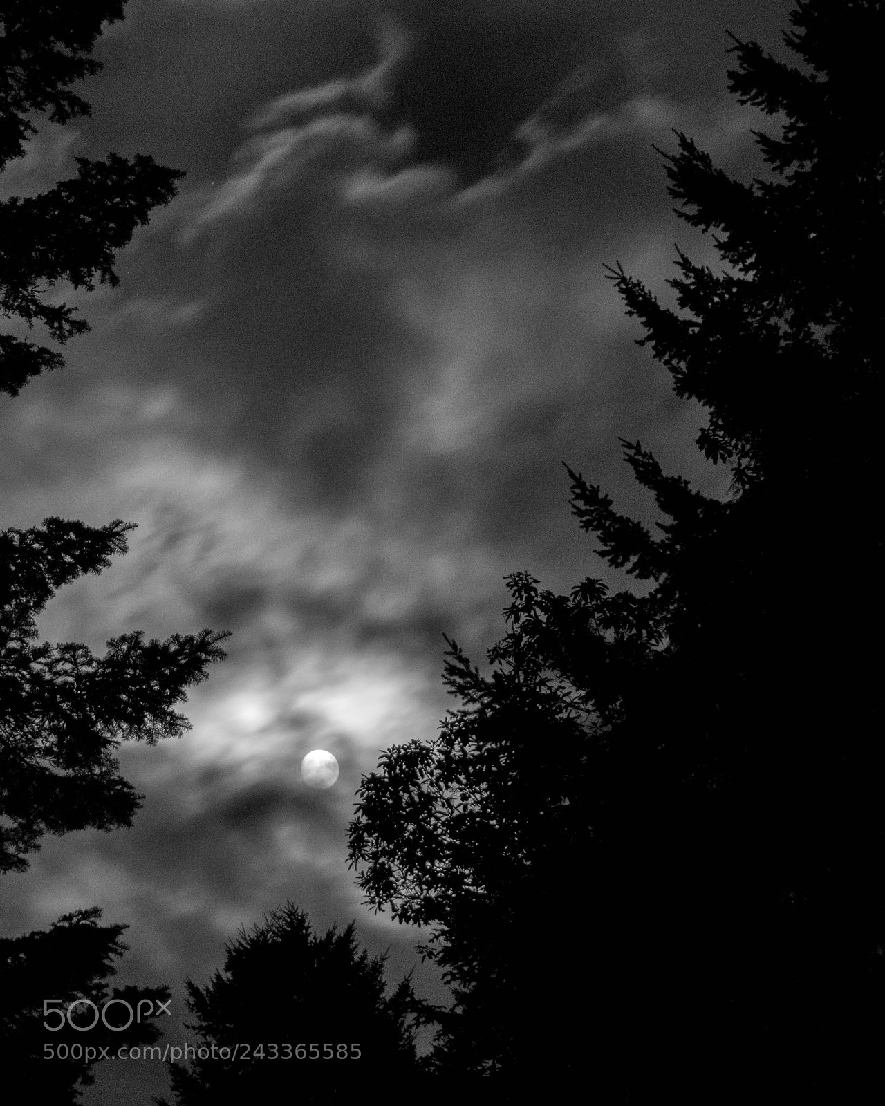 Nikon D3400 sample photo. Moony photography