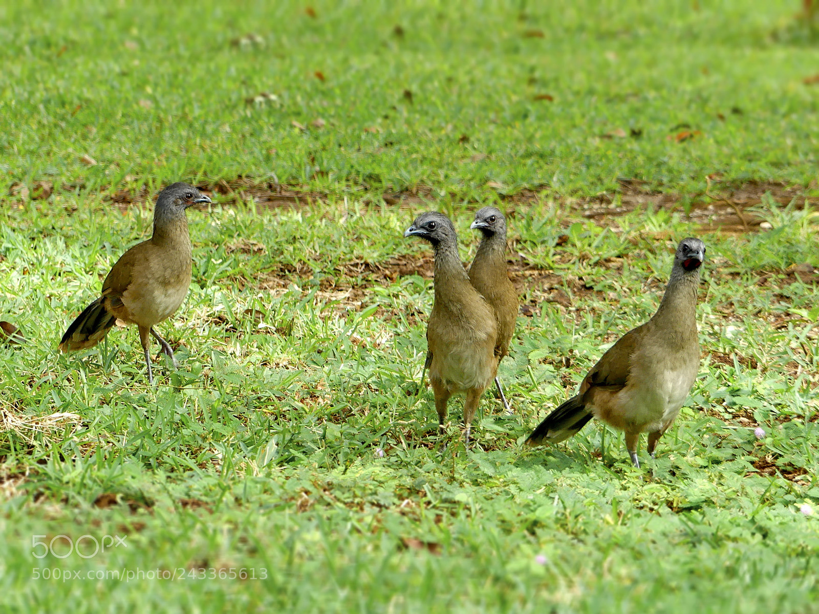 Panasonic Lumix DMC-FZ300 sample photo. Plain chachalaca photography