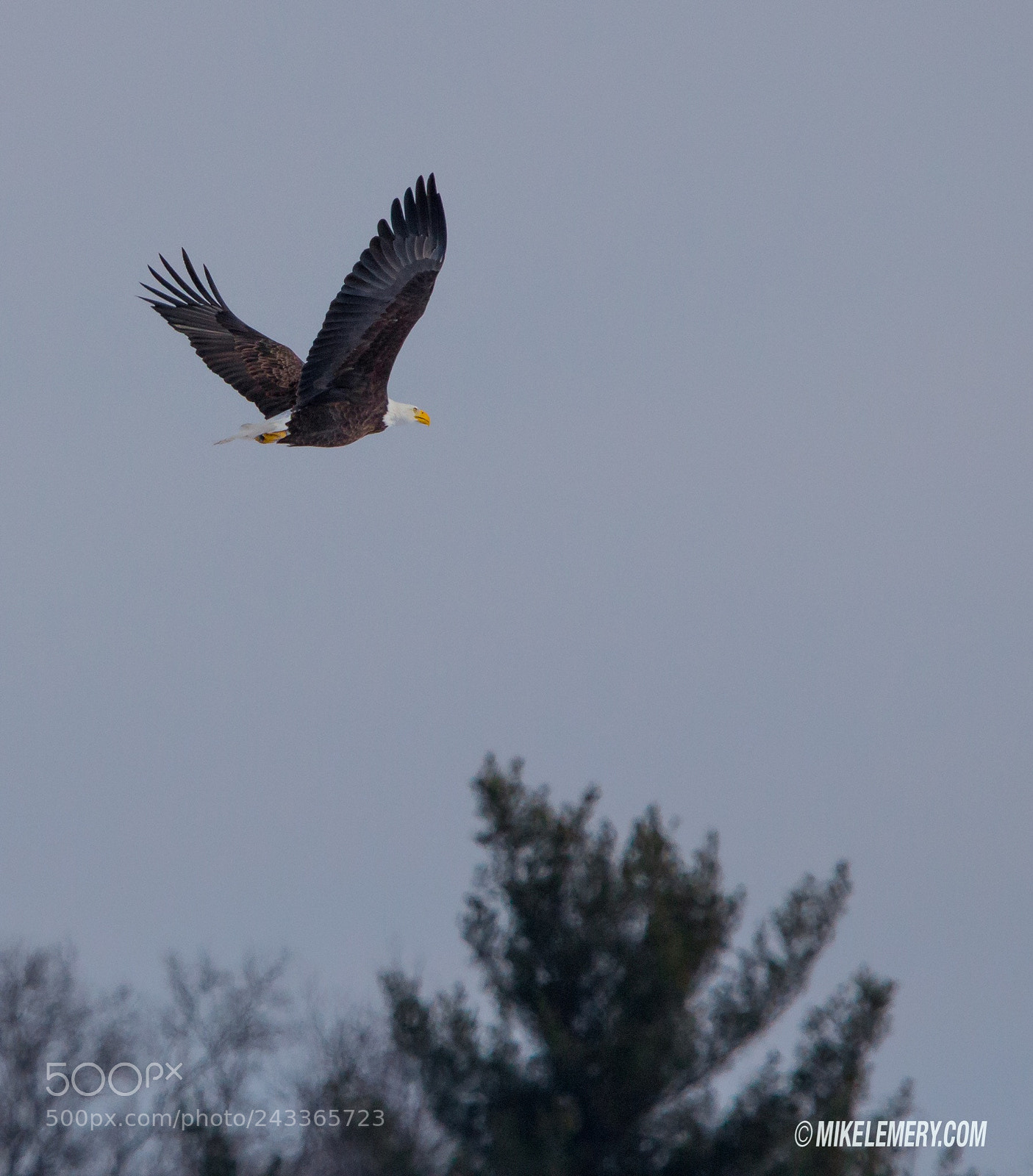 Canon EOS 60D sample photo. Flying home photography
