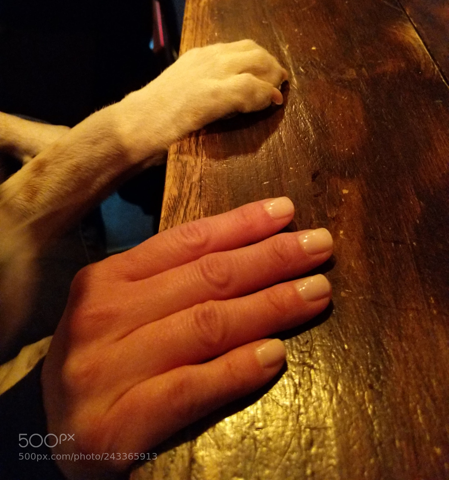 Google Pixel 2 XL sample photo. Paws forward photography