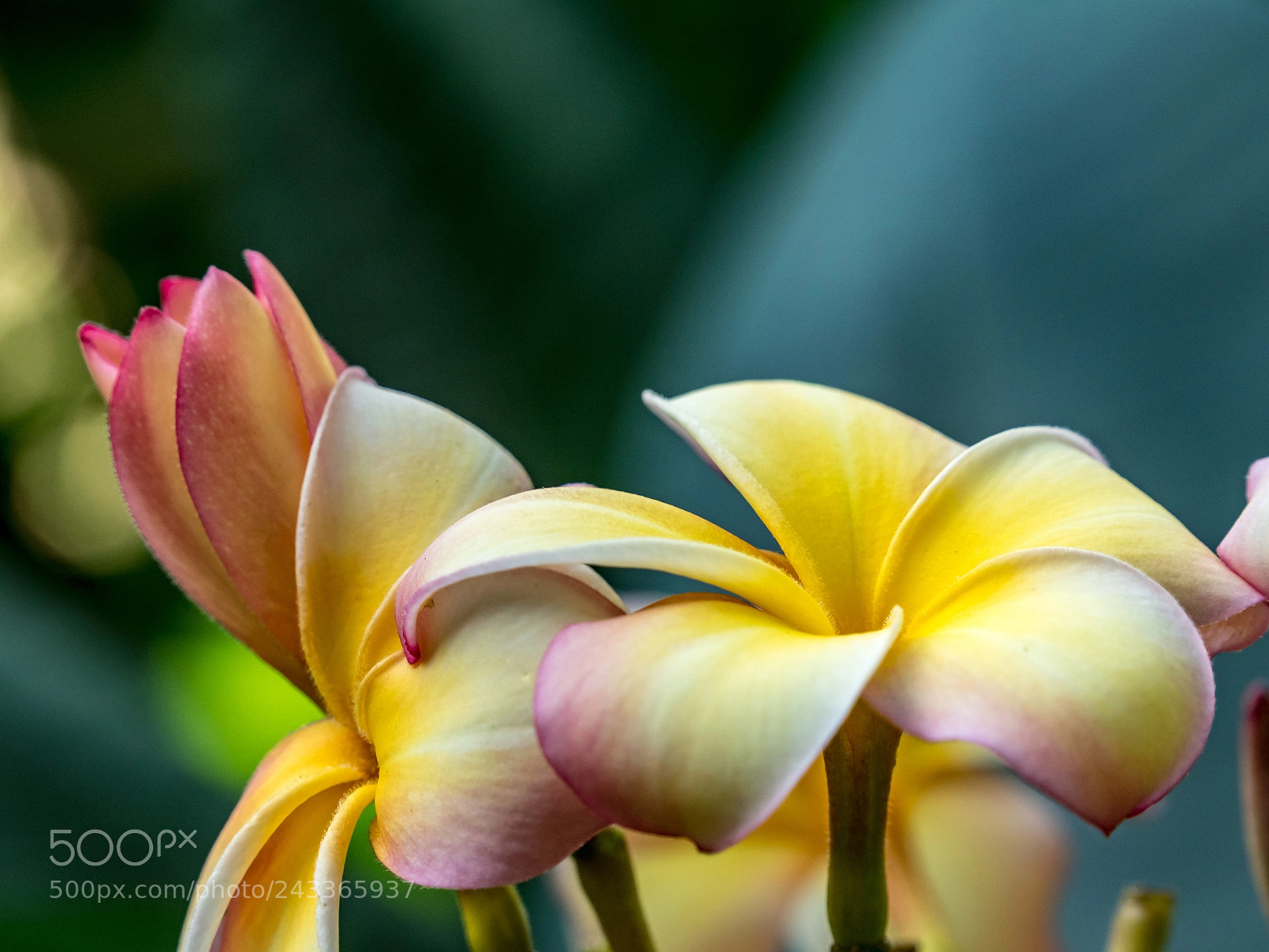 Olympus OM-D E-M5 II sample photo. Bloomin' beauty photography