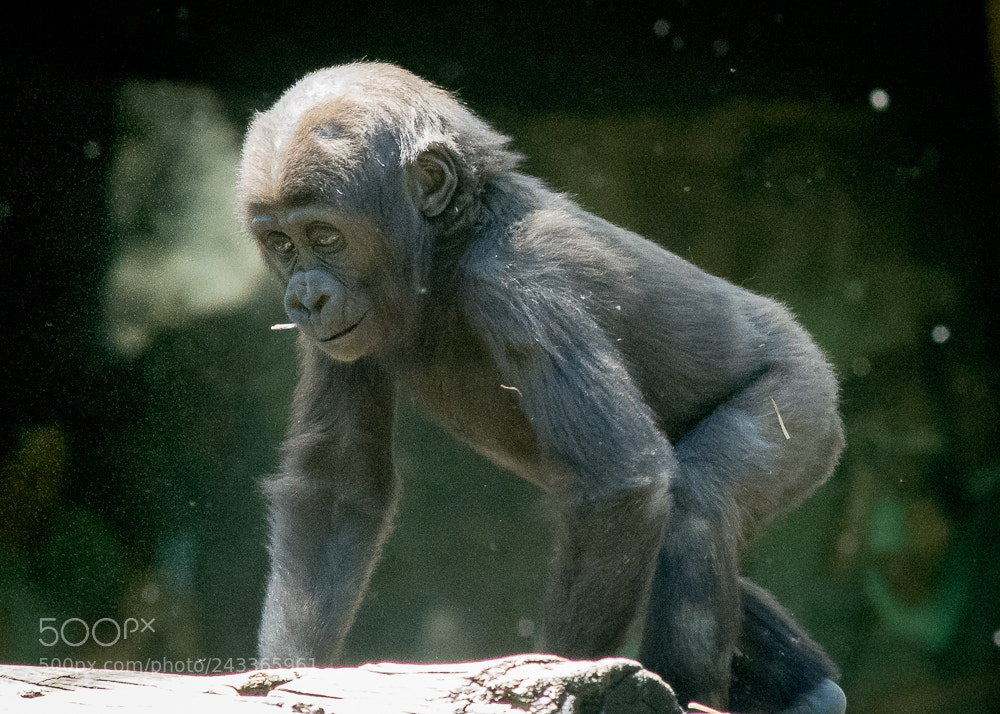 Nikon D7200 sample photo. Gorilla baby photography