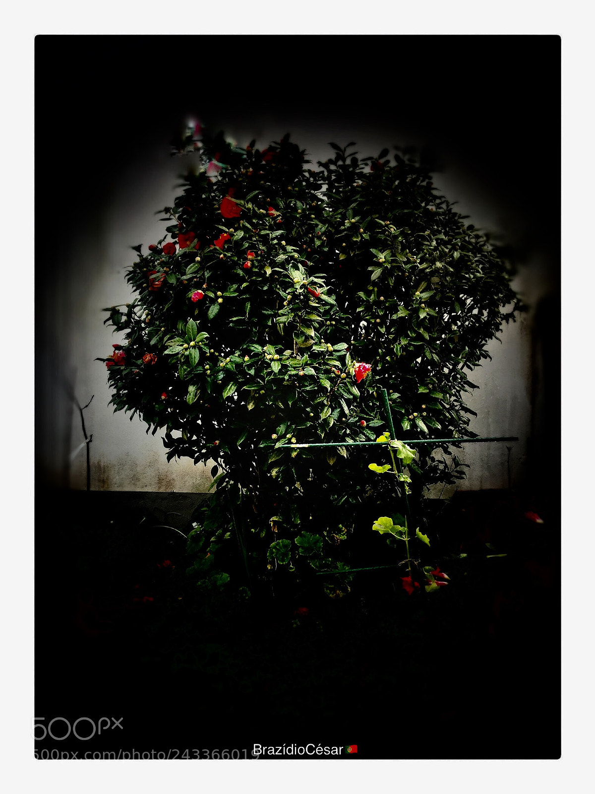 Apple iPhone 6s sample photo. Untitled photography