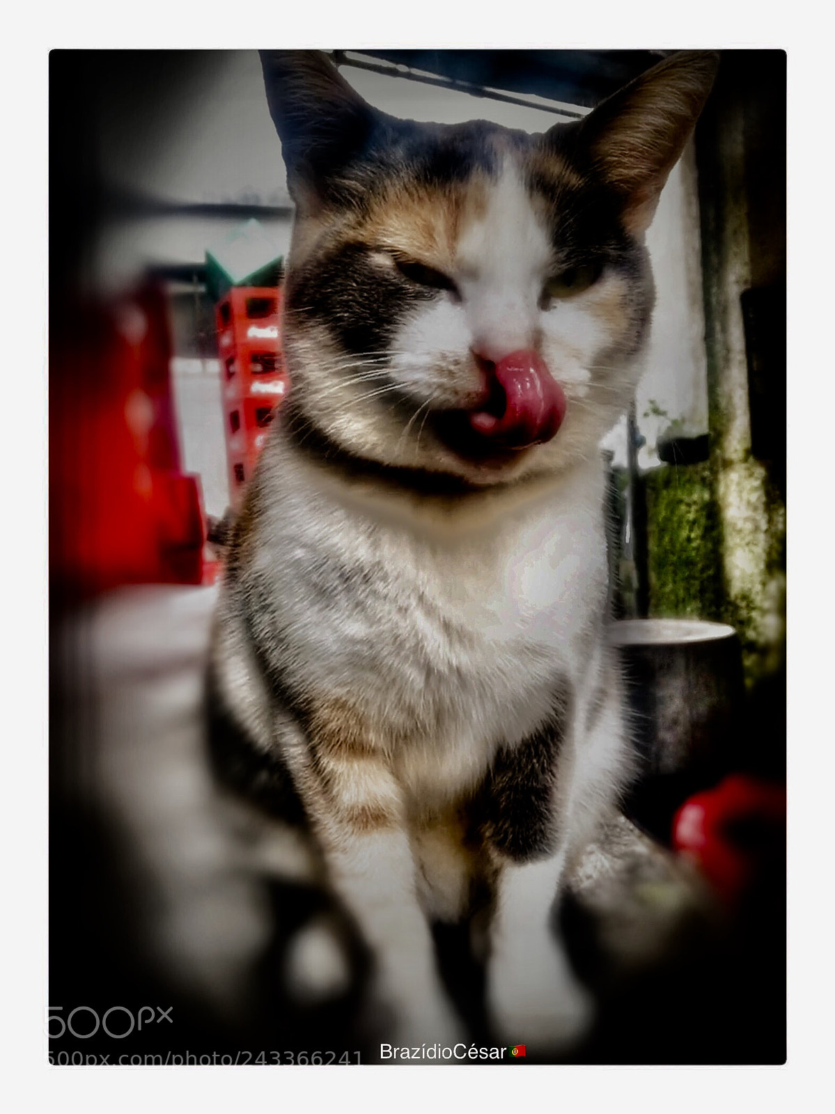 Apple iPhone 6s sample photo. Untitled photography
