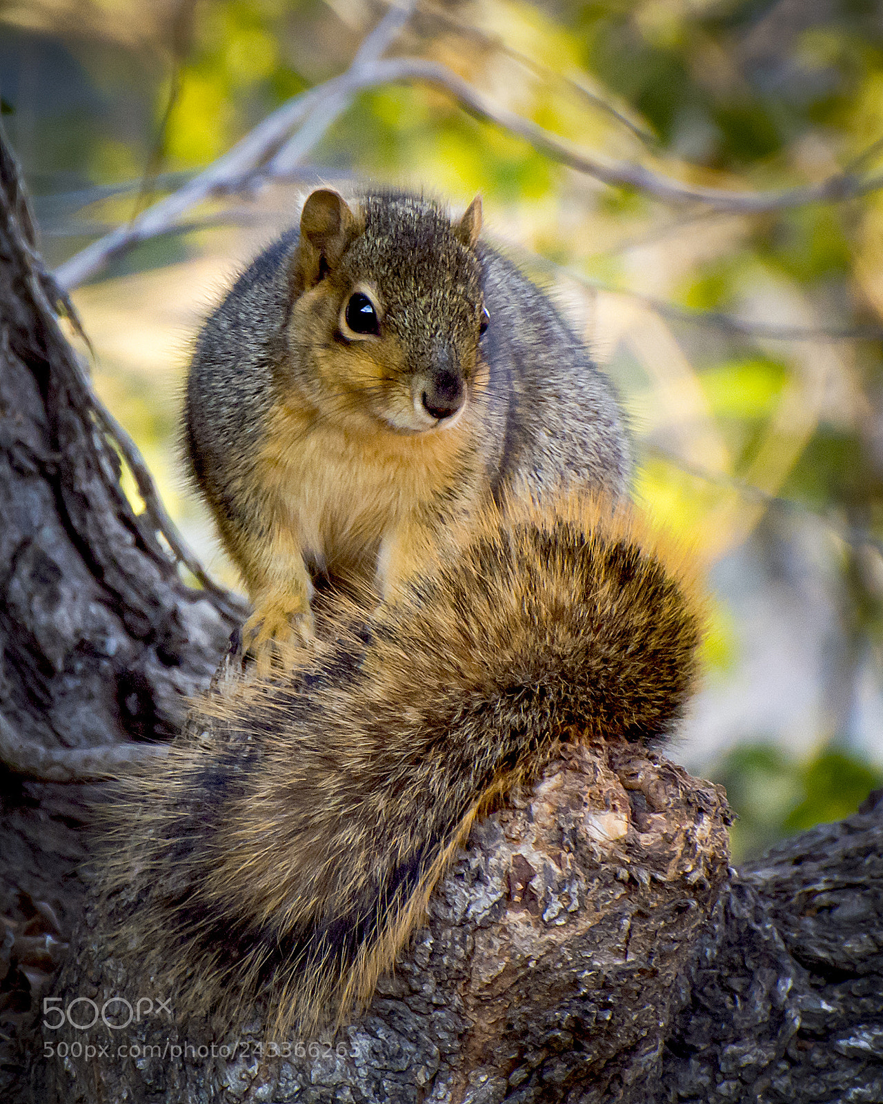 Nikon 1 V1 sample photo. Squirrel appreciation day photography