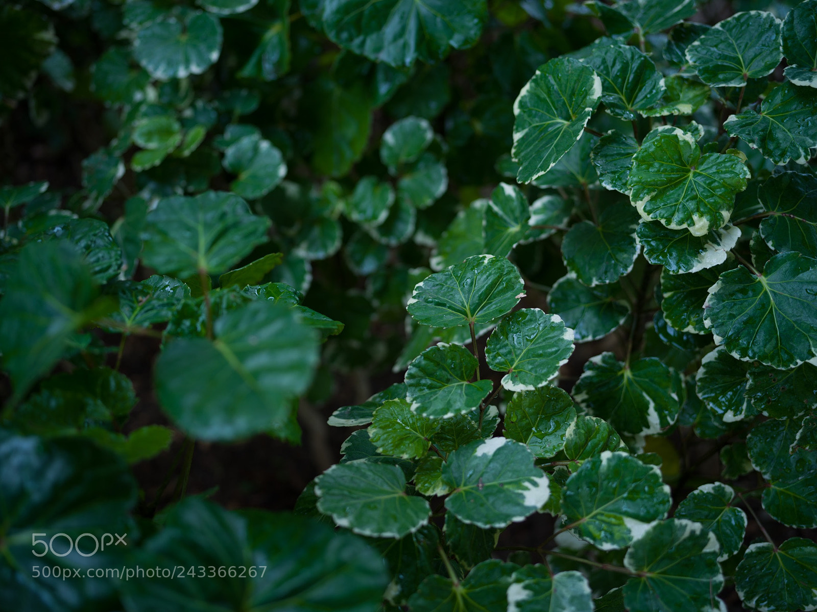 Hasselblad X1D-50c sample photo. Untitled photography