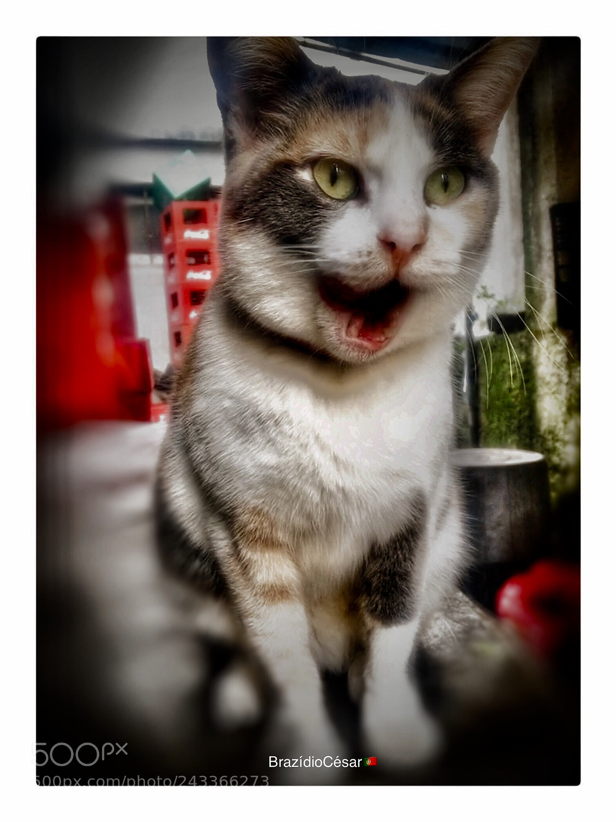 Apple iPhone 6s sample photo. Untitled photography
