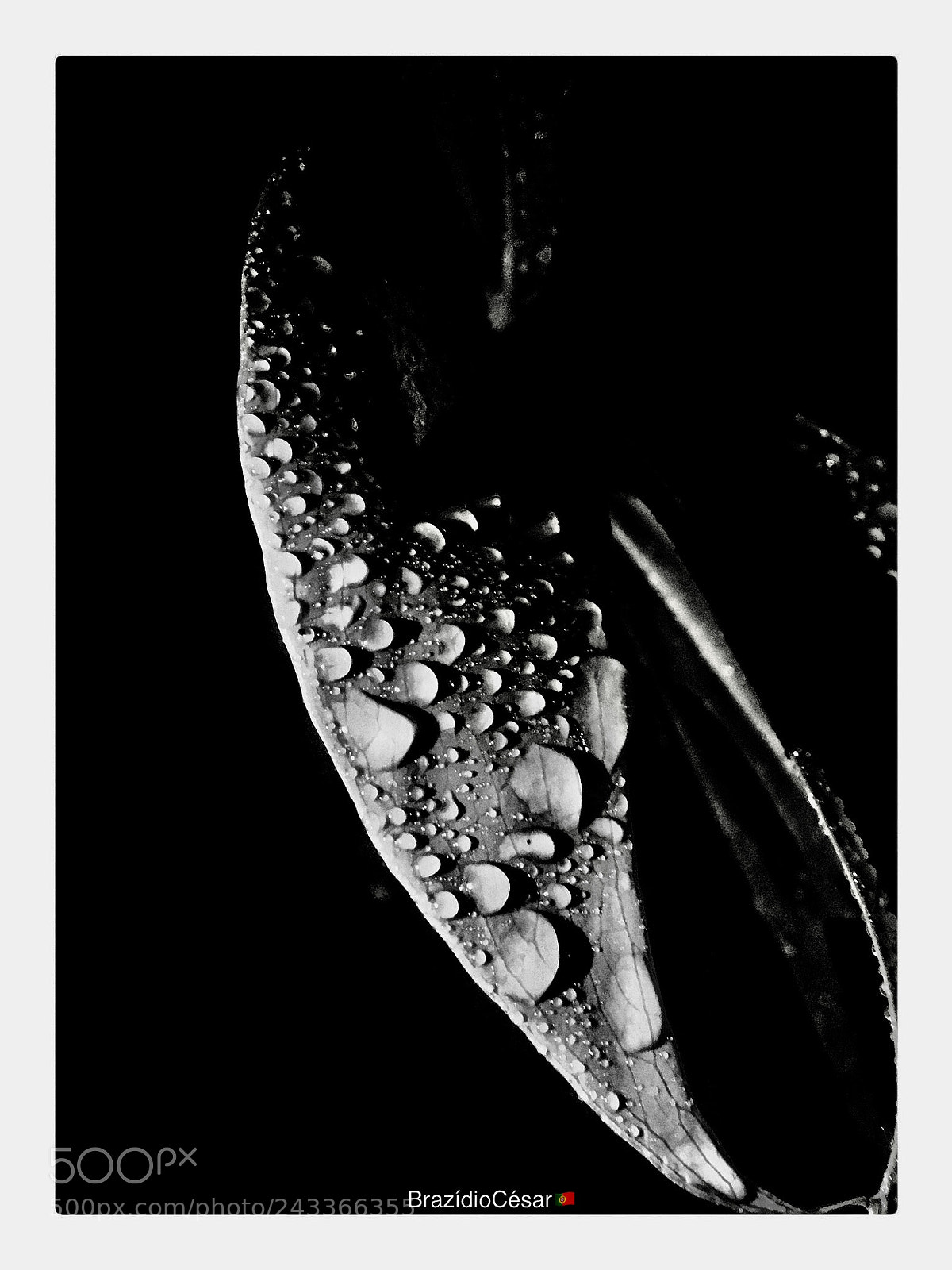 Apple iPhone 6s sample photo. Untitled photography