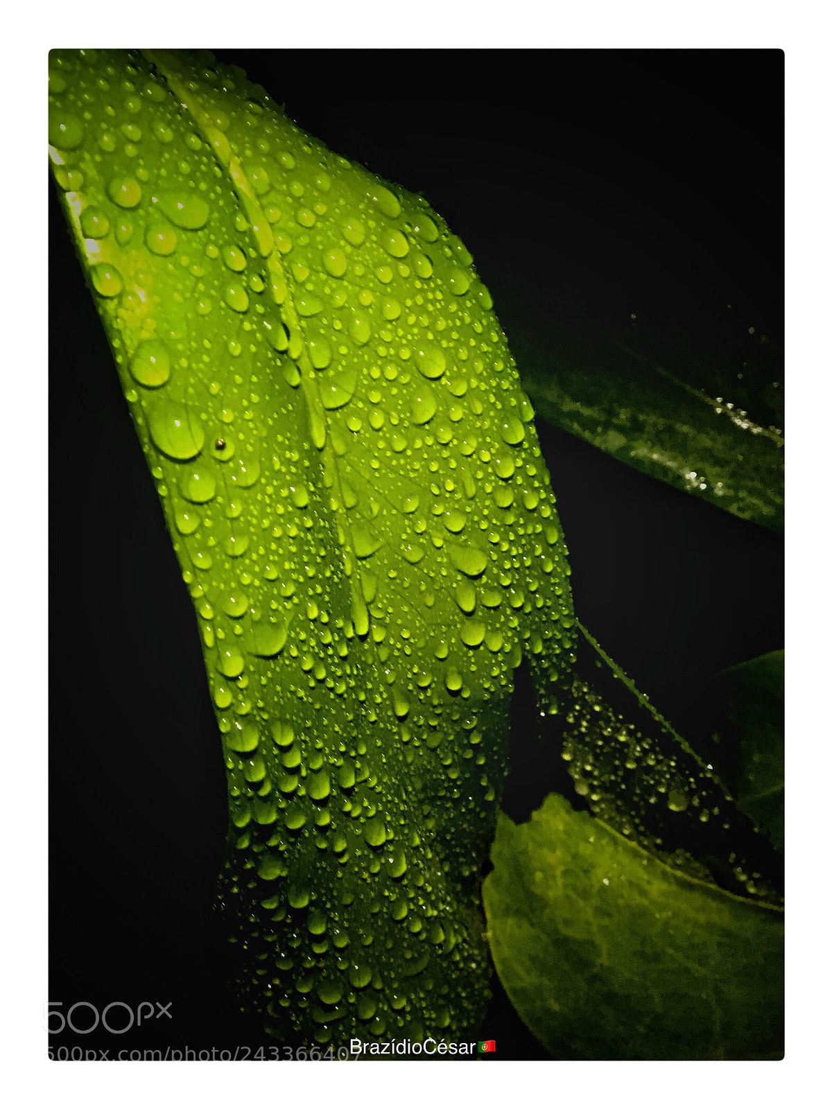 Apple iPhone 6s sample photo. Untitled photography
