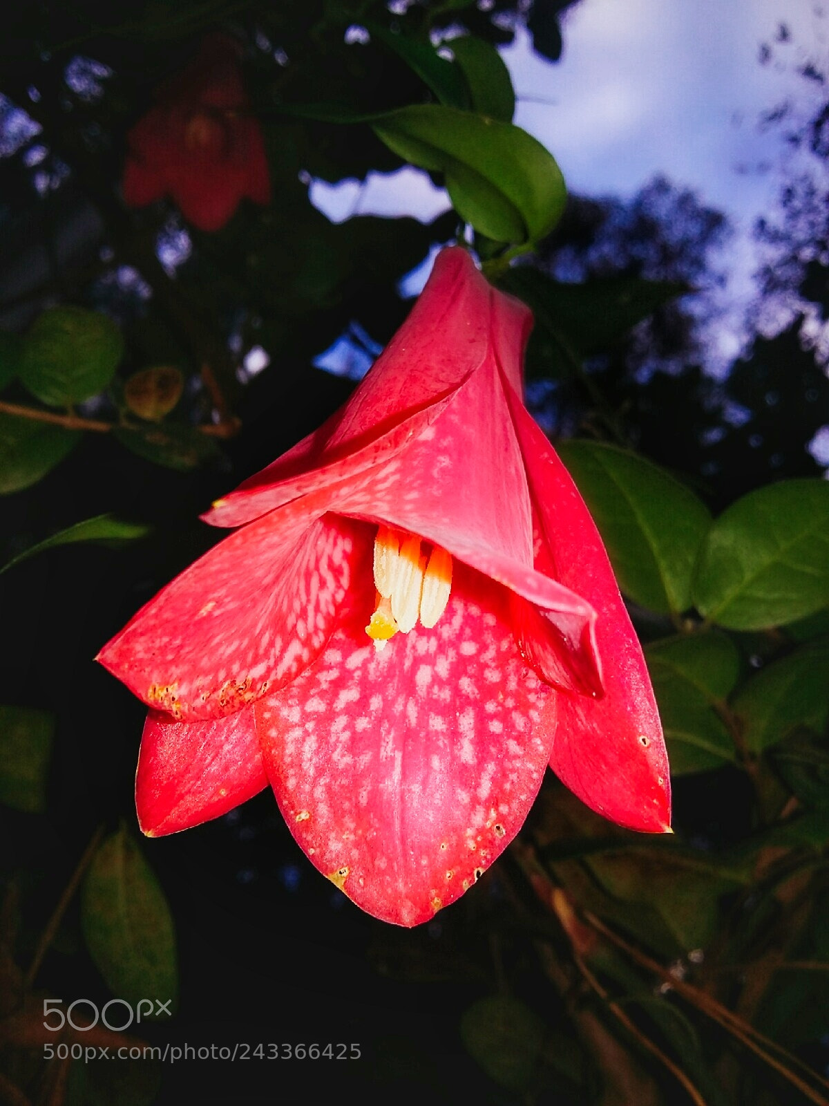 Samsung Galaxy Grand Prime sample photo. Flor chilena photography