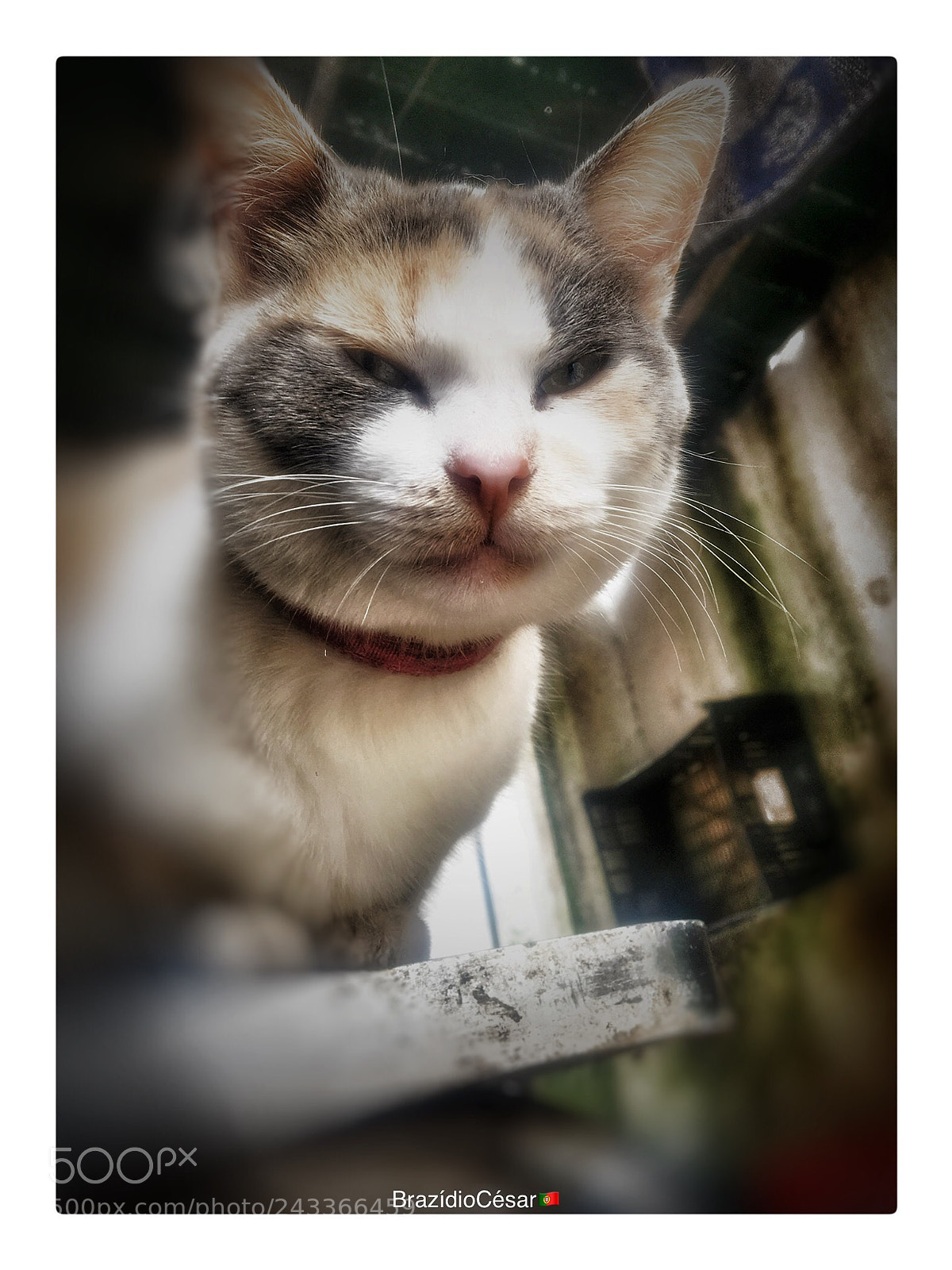 Apple iPhone 6s sample photo. Untitled photography