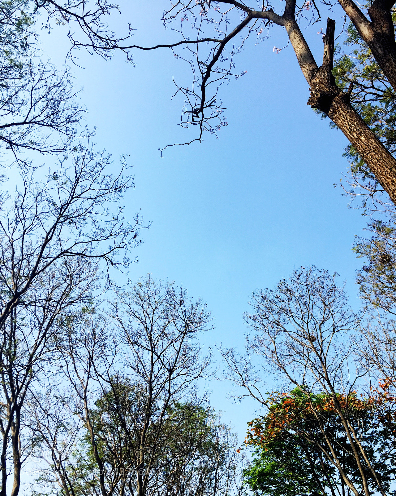 Apple iPhone 6 sample photo. Sky & tree photography