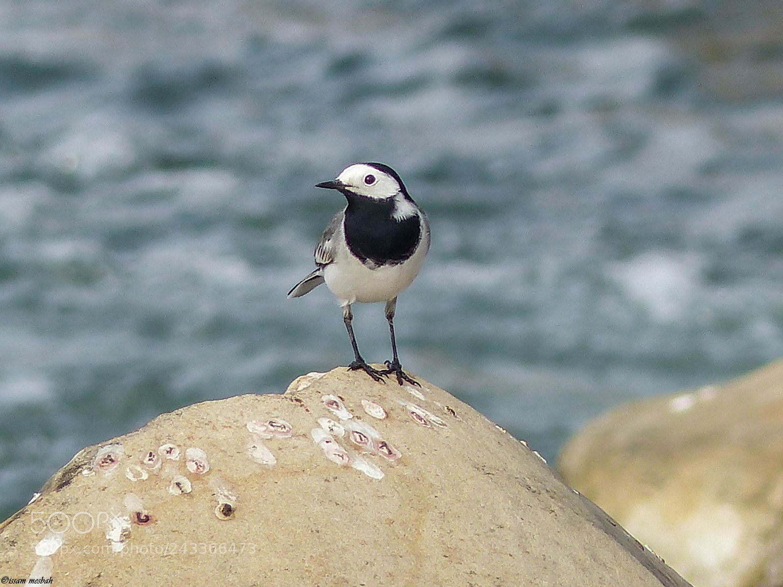 Panasonic Lumix DMC-FZ200 sample photo. White wagtail photography