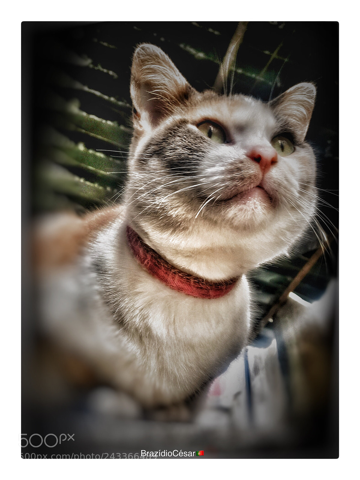 Apple iPhone 6s sample photo. Untitled photography