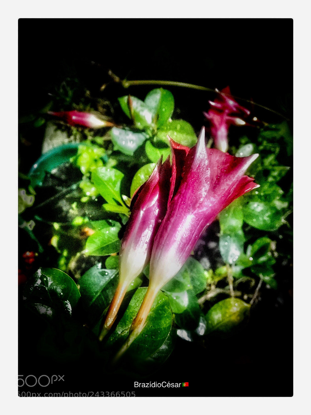 Apple iPhone 6s sample photo. Untitled photography