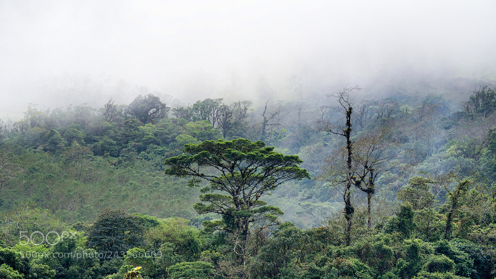 Olympus OM-D E-M10 sample photo. Cloud forest photography