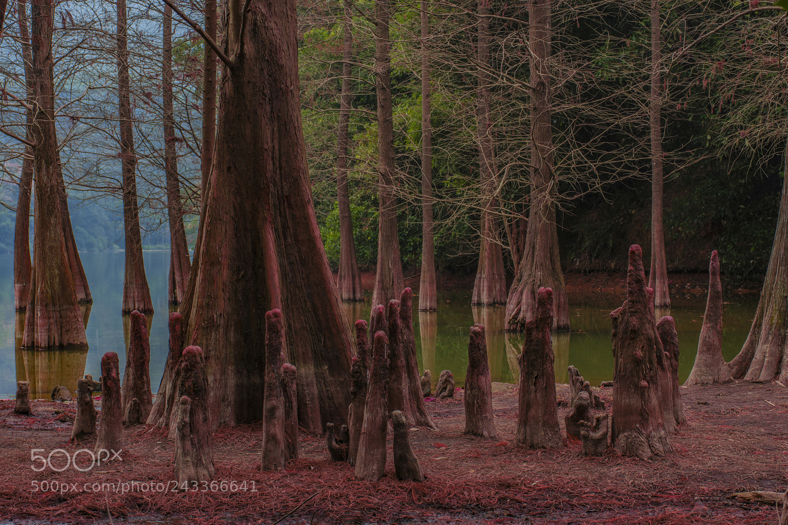 Nikon D7200 sample photo. 白云山水杉 photography