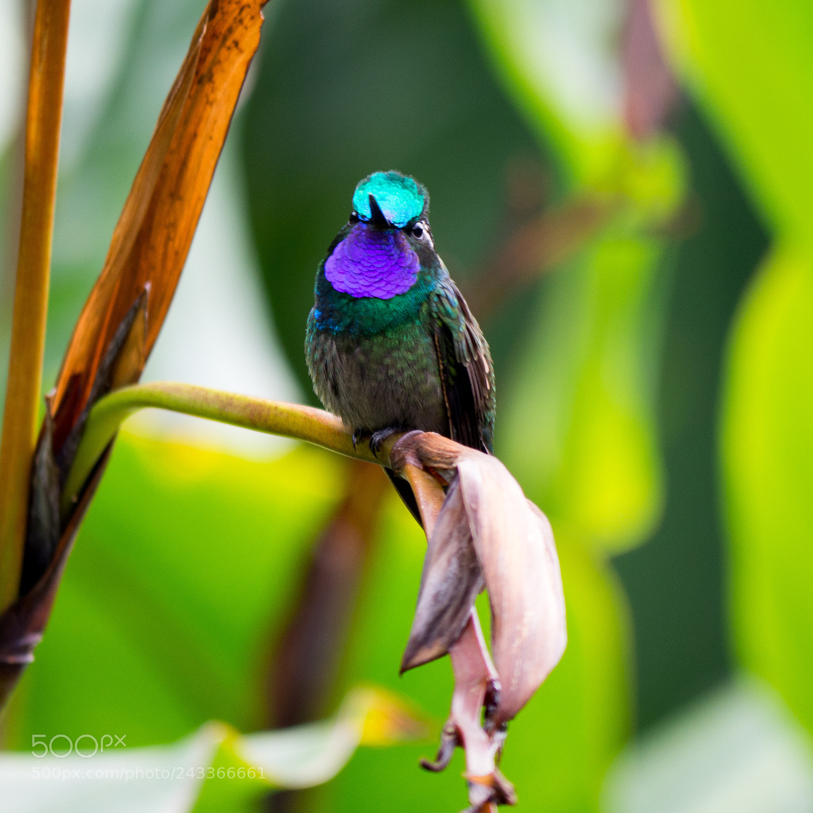 Olympus OM-D E-M10 sample photo. Purple-throated mountaingem photography