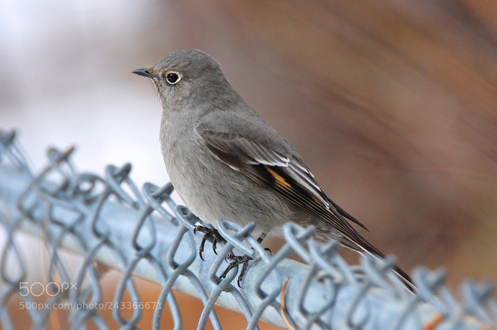 Nikon D90 sample photo. Townsend solitaire photography