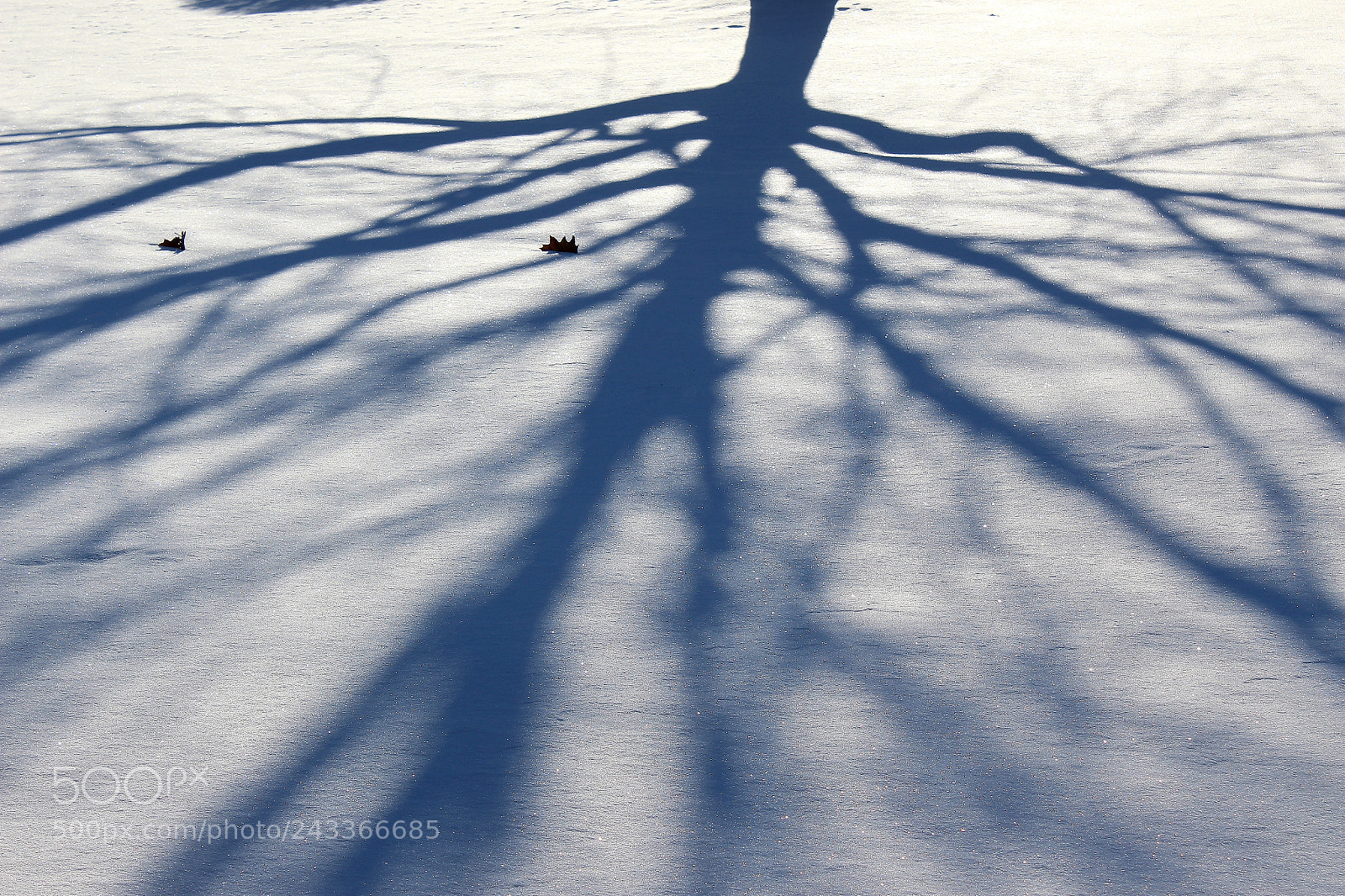 Canon EOS 1300D (EOS Rebel T6 / EOS Kiss X80) sample photo. Maple's shadow photography