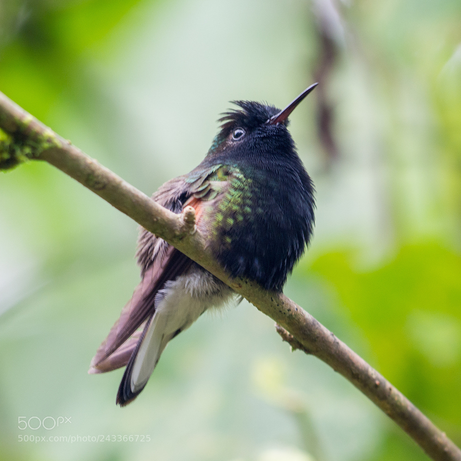 Olympus OM-D E-M10 sample photo. Black bellied hummingbird photography