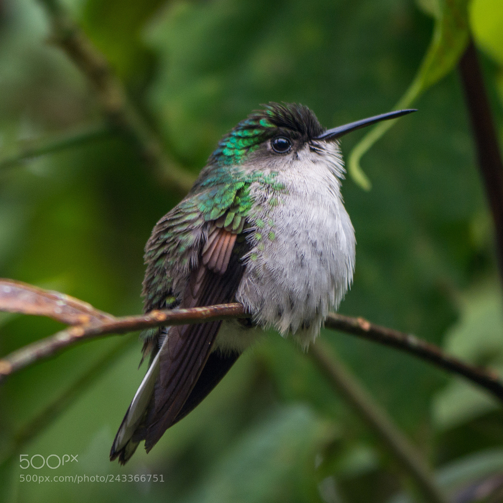 Olympus OM-D E-M10 sample photo. White-tailed emerald? photography