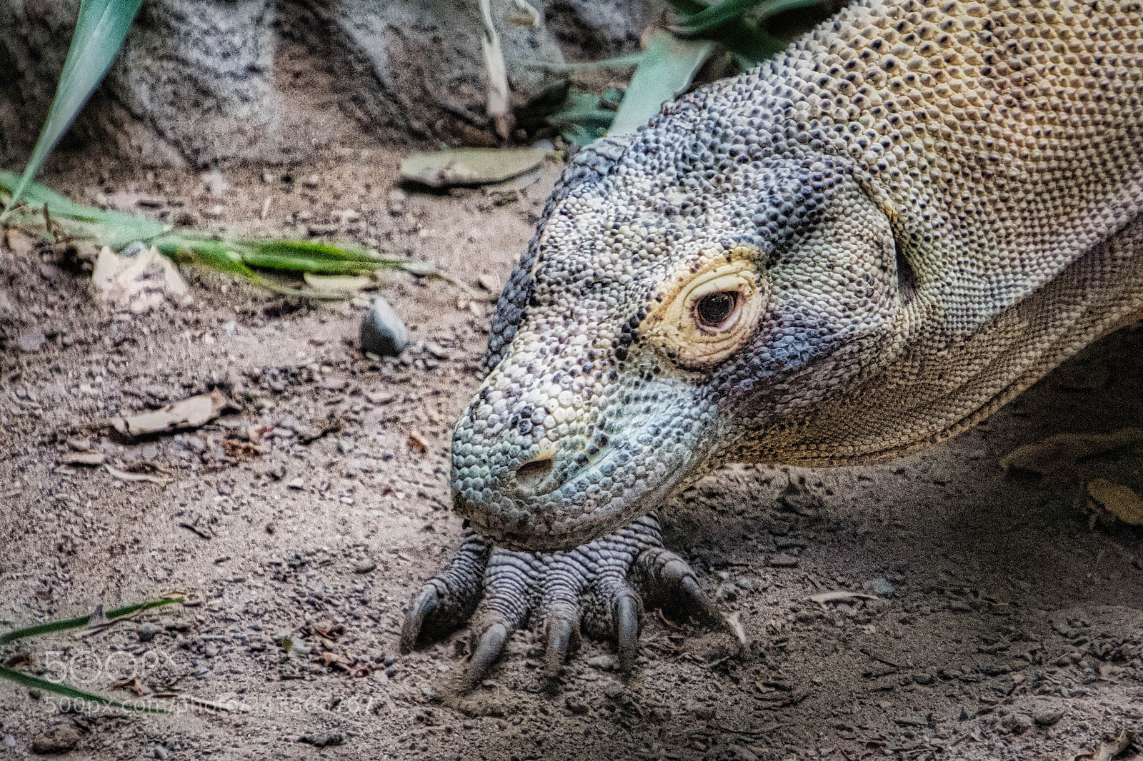 Nikon D7200 sample photo. Komodo luminar2018 photography