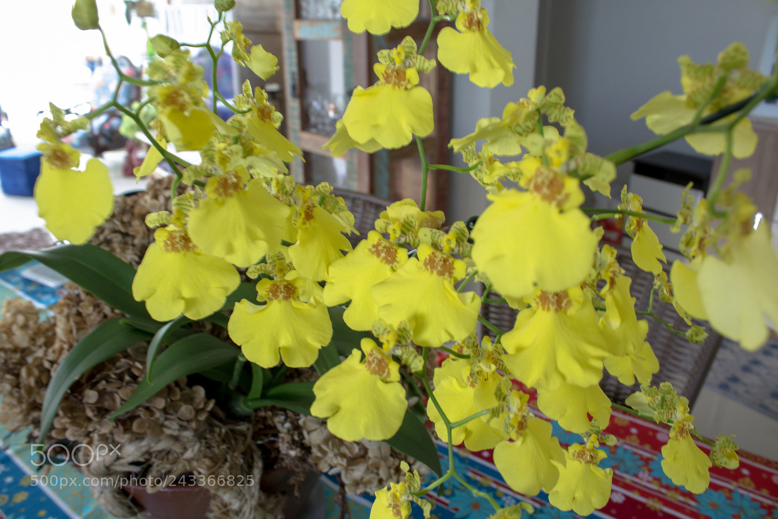 Canon EOS 1200D (EOS Rebel T5 / EOS Kiss X70 / EOS Hi) sample photo. Orquídea photography